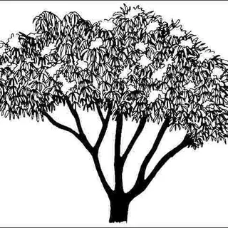 thumbnail for publication: Sambucus nigra subsp. canadensis 'Aurea': 'Aurea' American Elder
